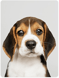 Healthy Paws Low-Cost Vaccine Clinic