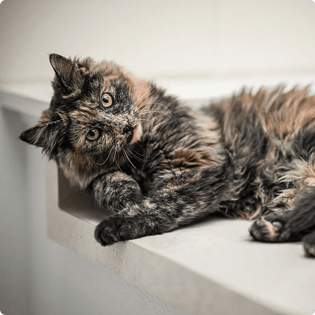 Tortoiseshell cat lying on a ledge