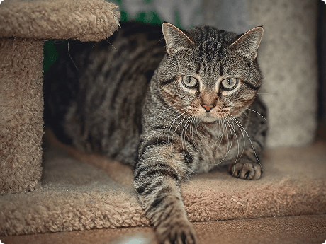 Cat on a cat tree