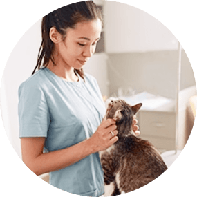 Woman holding a cat at the vet