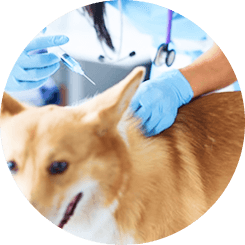 Corgi being examined by a vet