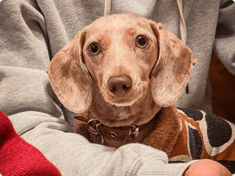 Dachshund looking up