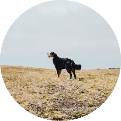 Dog standing in a field