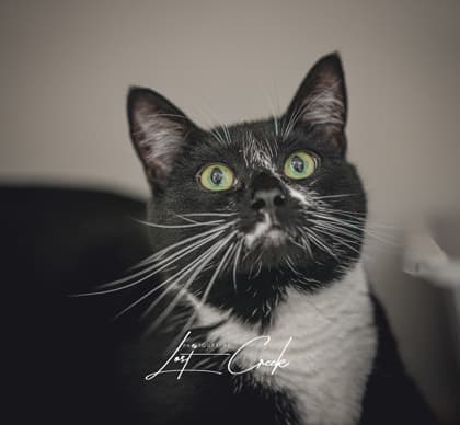 Fancy