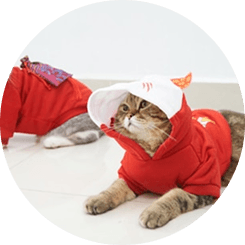Cat wearing a costume
