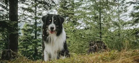 Dog in a forest