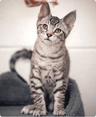 Tabby kitten sitting upright