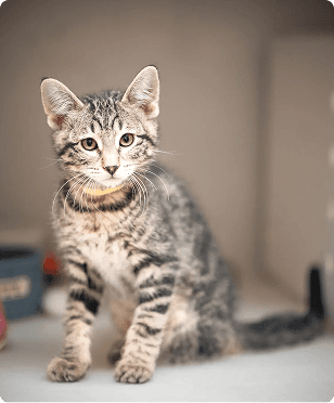 Tabby kitten sitting on the floor
