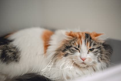 Ostara