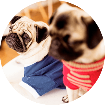 Pug wearing a sweater
