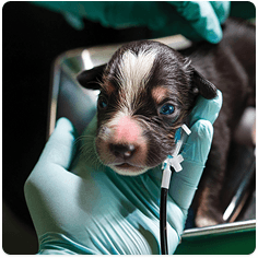 Puppy receiving a vaccine