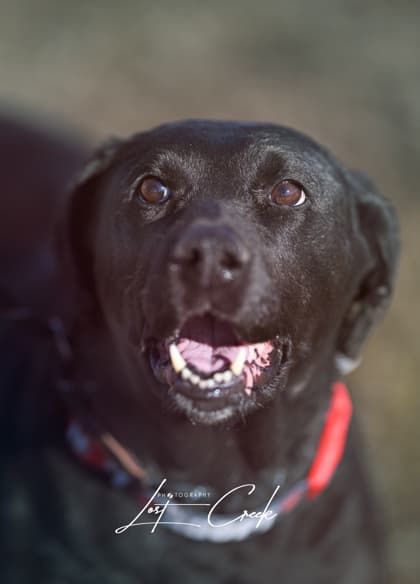 Sadie