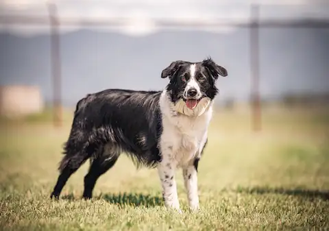 Volunteer with animals