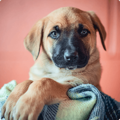 Puppy sitting in a blanket