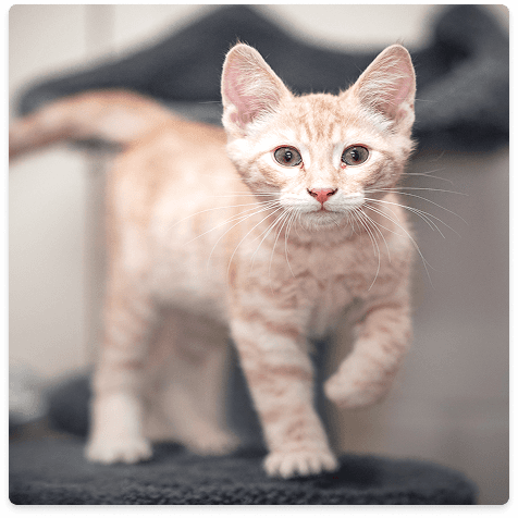 Kitten standing on a surface