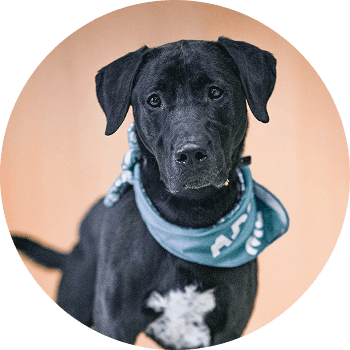 Black lab wearing a bandana