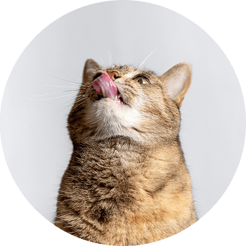 Cat licking its nose