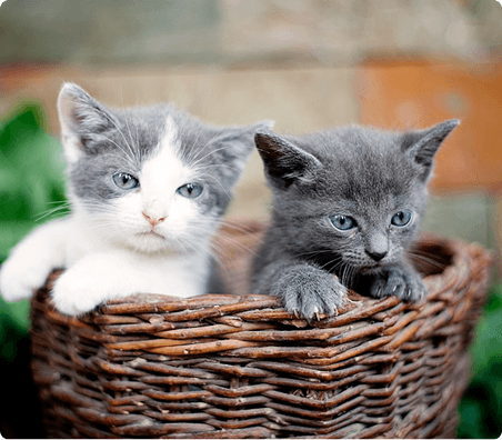 Two kittens in a basket