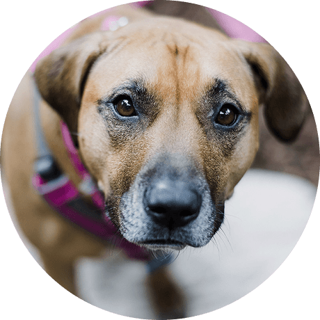 Dog looking at camera