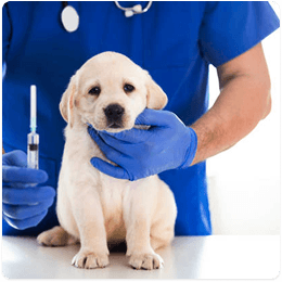Puppy receiving vet care