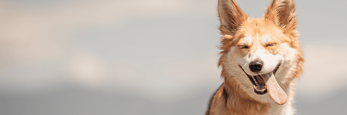 Happy dog