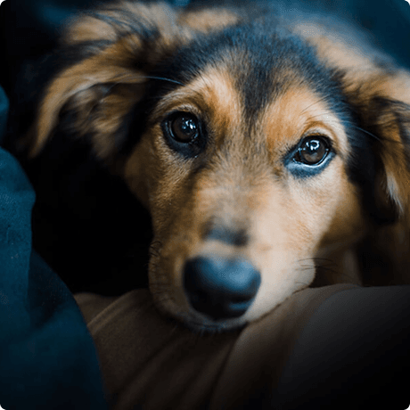 Dog looking up sadly
