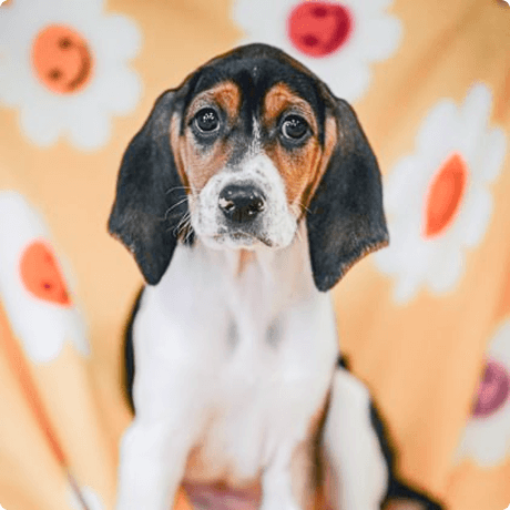 Dog in flowers