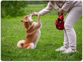 Dog standing up with trainer