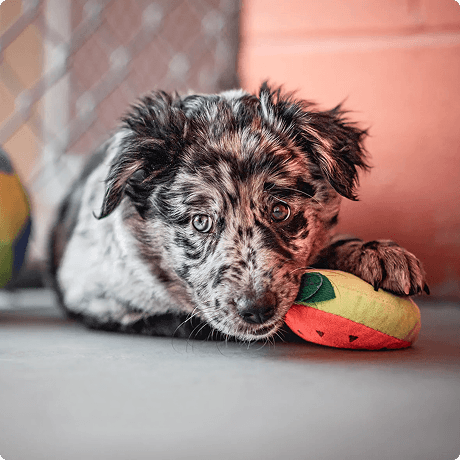 Dog with toy