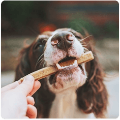 Dog catching a treat
