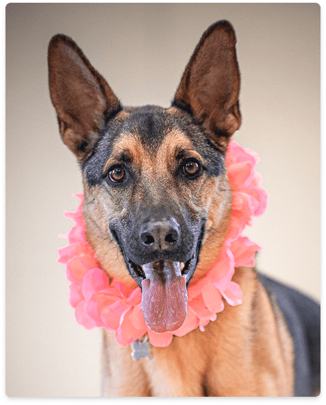 German shepherd with a flower necklace