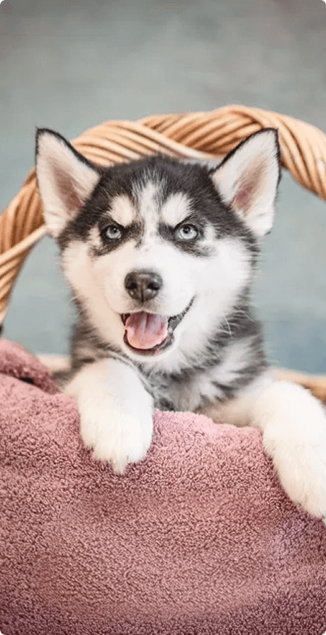 Husky puppy in a basket