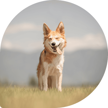 Happy dog standing in a field