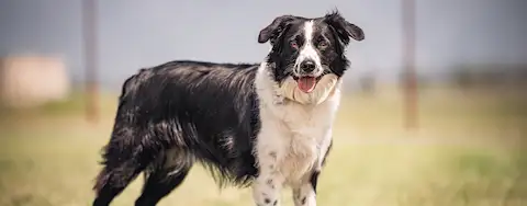 Border collie standing in a field