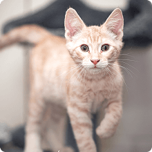 Kitten standing