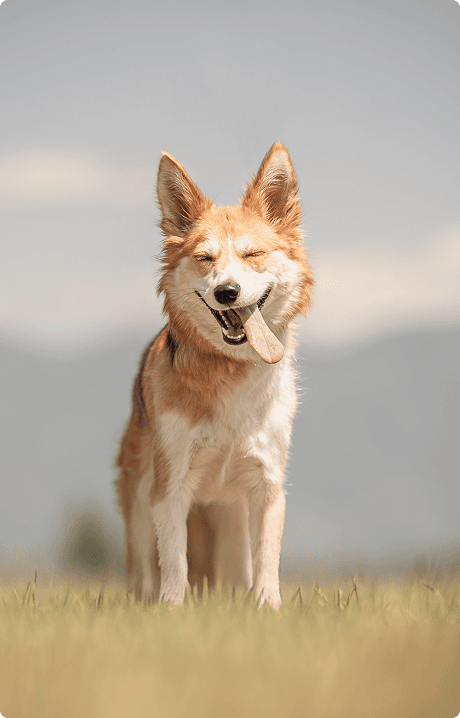 Happy dog standing in a field