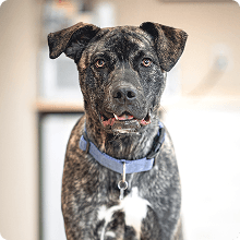 Gray dog with collar