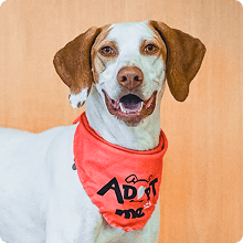 Dog wearing an adopt bandana