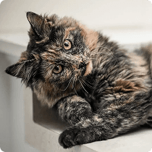 Fluffy cat resting