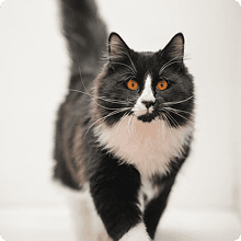 Black and white cat