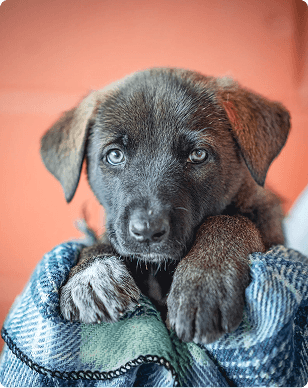 Puppy wrapped in a blanket