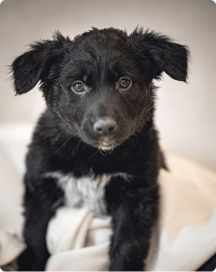 Black puppy sitting
