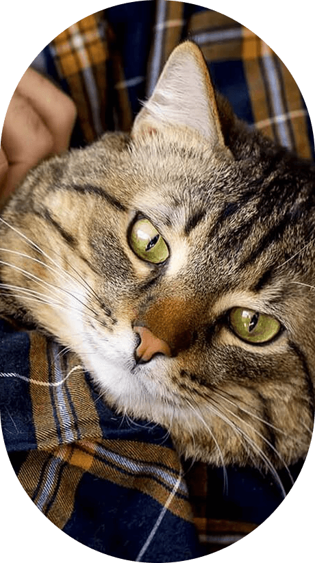 Cat being held