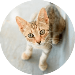 Orange kitten