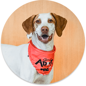Dog wearing an adopt me bandana