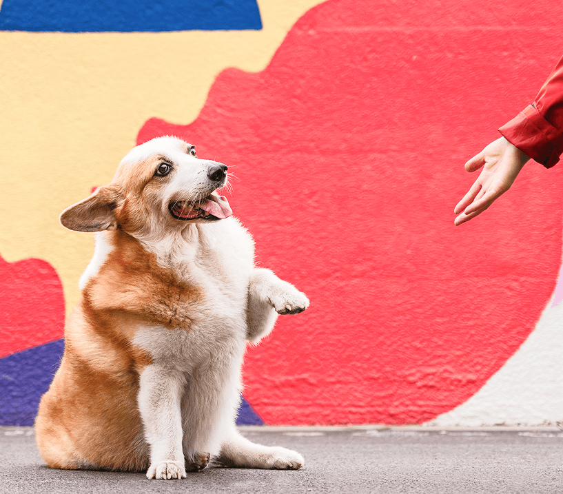 Corgi reaching up to a person's hand