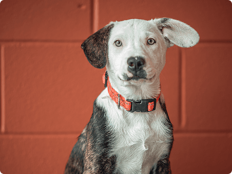 Dog with orange collar