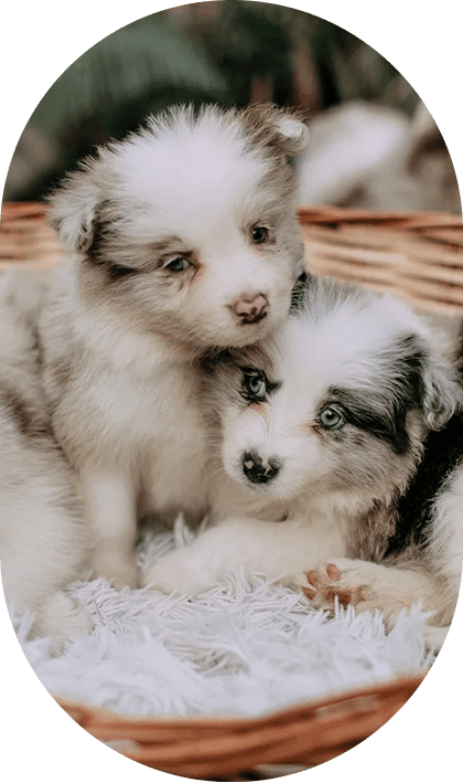Puppies