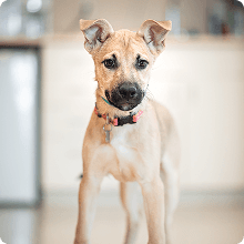 Puppy standing