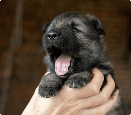 Puppy being held